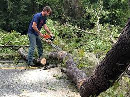 Professional Tree Services in Griggsville, IL